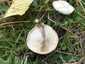 Mezei tölcsérgomba (Clitocybe rivulosa), Somogy